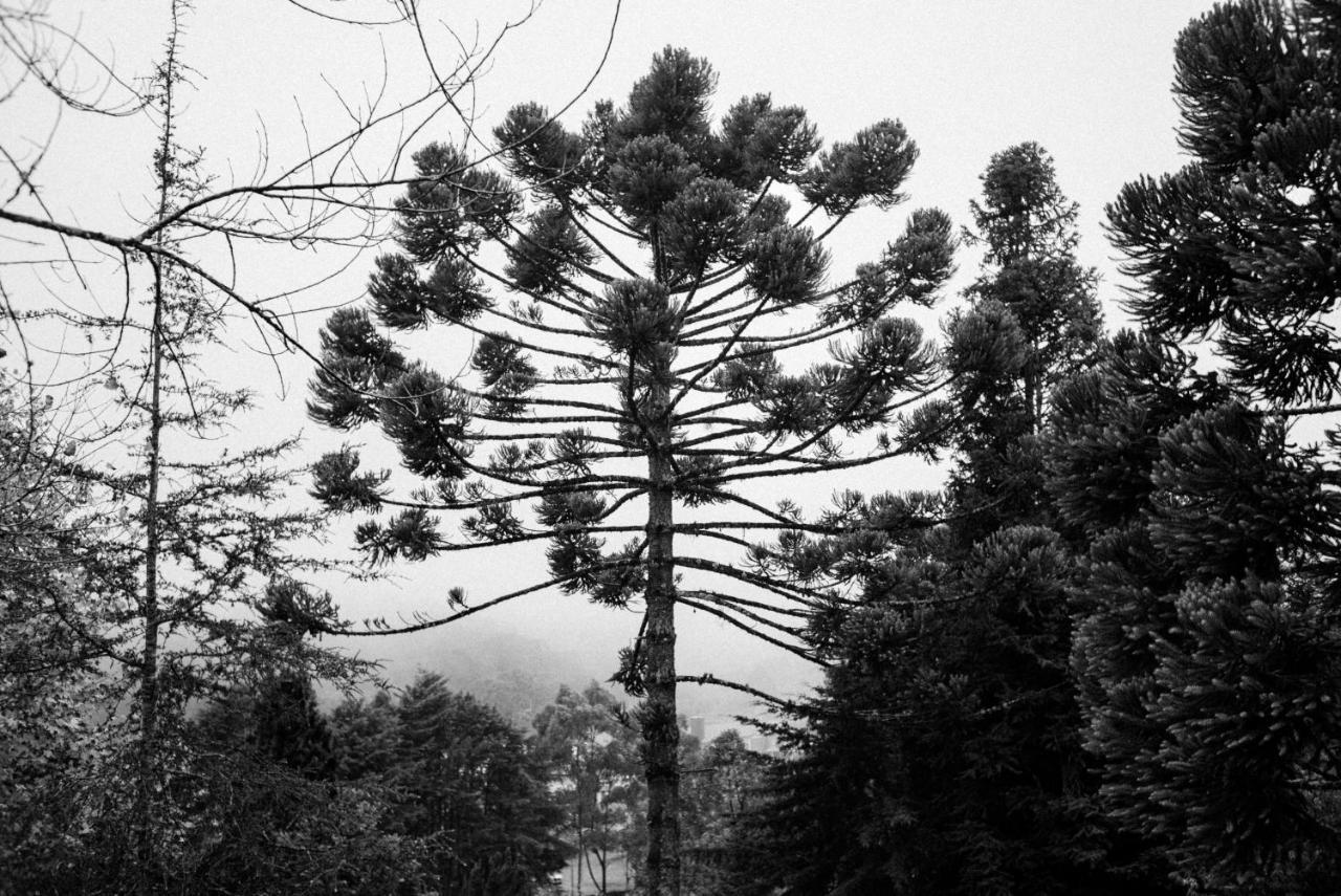 Cabana Mimosa Monte Verde  Luaran gambar